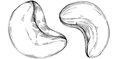 Cashew hand-drawn vector isolated on white background. Retro style farm product for restaurant menu, market label, logo, emblem and kitchen design. Decoration for food packaging.