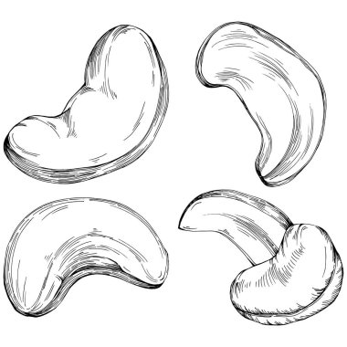 Cashew hand-drawn vector isolated on white background. Retro style farm product for restaurant menu, market label, logo, emblem and kitchen design. Decoration for food packaging.