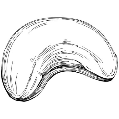 Cashew hand-drawn vector isolated on white background. Retro style farm product for restaurant menu, market label, logo, emblem and kitchen design. Decoration for food packaging.