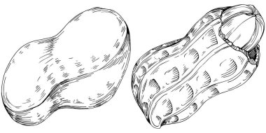 Peanut hand-drawn Vector Illustration isolated
