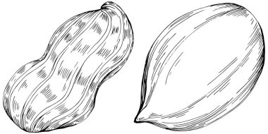 Peanut hand-drawn Vector Illustration isolated