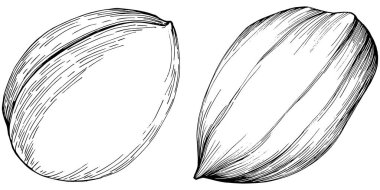 Peanut hand-drawn Vector Illustration isolated