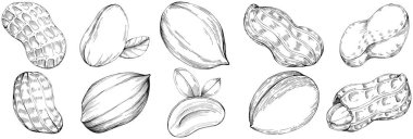 Peanut hand-drawn Vector Illustration isolated