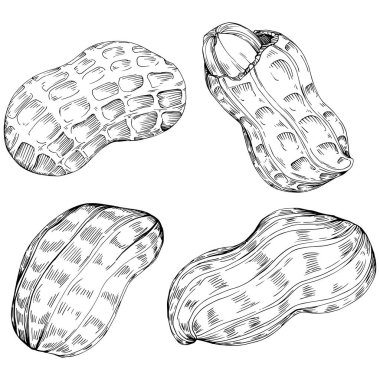 Peanut hand-drawn Vector Illustration isolated