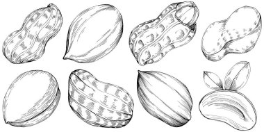 Peanut hand-drawn Vector Illustration isolated