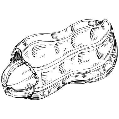 Peanut el çizimi Vektör İllüstrasyonu beyaz arkaplanda izole edildi. Restoran menüsü, market etiketi, logo, amblem ve mutfak tasarımı için Retro style tarım ürünü. Yiyecek ambalajı için dekorasyon.