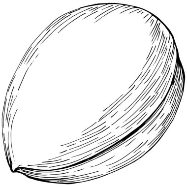 Peanut el çizimi Vektör İllüstrasyonu beyaz arkaplanda izole edildi. Restoran menüsü, market etiketi, logo, amblem ve mutfak tasarımı için Retro style tarım ürünü. Yiyecek ambalajı için dekorasyon.