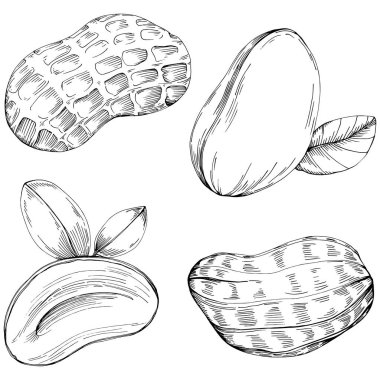 Peanut el çizimi Vektör İllüstrasyonu beyaz arkaplanda izole edildi. Restoran menüsü, market etiketi, logo, amblem ve mutfak tasarımı için Retro style tarım ürünü. Yiyecek ambalajı için dekorasyon.