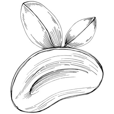 Peanut el çizimi Vektör İllüstrasyonu beyaz arkaplanda izole edildi. Restoran menüsü, market etiketi, logo, amblem ve mutfak tasarımı için Retro style tarım ürünü. Yiyecek ambalajı için dekorasyon.