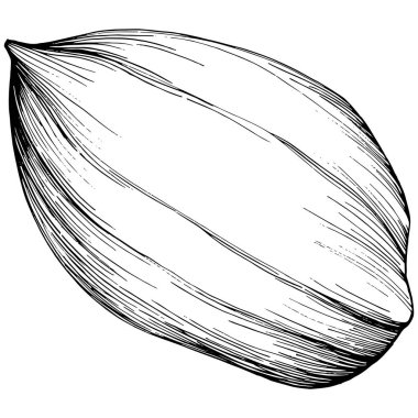 Peanut el çizimi Vektör İllüstrasyonu beyaz arkaplanda izole edildi. Restoran menüsü, market etiketi, logo, amblem ve mutfak tasarımı için Retro style tarım ürünü. Yiyecek ambalajı için dekorasyon.