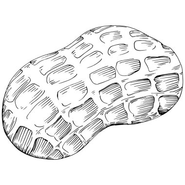 Peanut hand-drawn Vector Illustration isolated