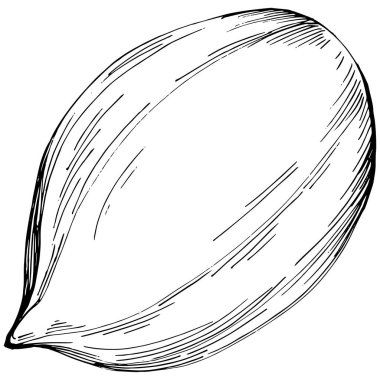 Peanut hand-drawn Vector Illustration isolated