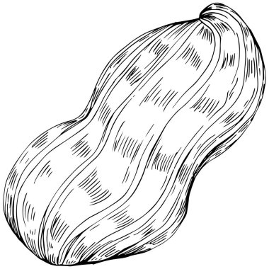Peanut hand-drawn Vector Illustration isolated