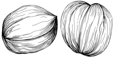 Ceviz elle çizilmiş Vektör İllüstrasyonu beyaz arka planda izole edildi. Restoran menüsü, market etiketi, logo, amblem ve mutfak tasarımı için Retro style tarım ürünü. Yiyecek ambalajı için dekorasyon.