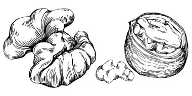 Ceviz elle çizilmiş Vektör İllüstrasyonu beyaz arka planda izole edildi. Restoran menüsü, market etiketi, logo, amblem ve mutfak tasarımı için Retro style tarım ürünü. Yiyecek ambalajı için dekorasyon.