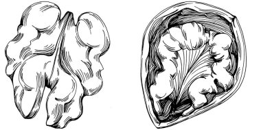 Ceviz elle çizilmiş Vektör İllüstrasyonu beyaz arka planda izole edildi. Restoran menüsü, market etiketi, logo, amblem ve mutfak tasarımı için Retro style tarım ürünü. Yiyecek ambalajı için dekorasyon.