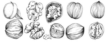 Ceviz elle çizilmiş Vektör İllüstrasyonu beyaz arka planda izole edildi. Restoran menüsü, market etiketi, logo, amblem ve mutfak tasarımı için Retro style tarım ürünü. Yiyecek ambalajı için dekorasyon.