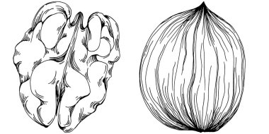 Ceviz elle çizilmiş Vektör İllüstrasyonu beyaz arka planda izole edildi. Restoran menüsü, market etiketi, logo, amblem ve mutfak tasarımı için Retro style tarım ürünü. Yiyecek ambalajı için dekorasyon.