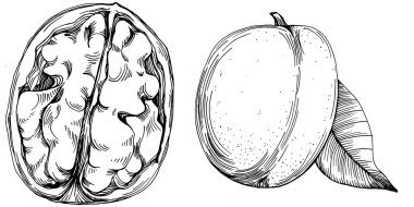 Ceviz elle çizilmiş Vektör İllüstrasyonu beyaz arka planda izole edildi. Restoran menüsü, market etiketi, logo, amblem ve mutfak tasarımı için Retro style tarım ürünü. Yiyecek ambalajı için dekorasyon.