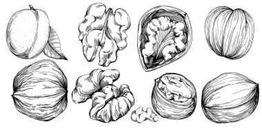 Ceviz elle çizilmiş Vektör İllüstrasyonu beyaz arka planda izole edildi. Restoran menüsü, market etiketi, logo, amblem ve mutfak tasarımı için Retro style tarım ürünü. Yiyecek ambalajı için dekorasyon.