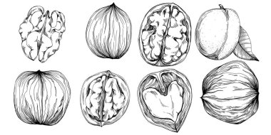 Ceviz elle çizilmiş Vektör İllüstrasyonu beyaz arka planda izole edildi. Restoran menüsü, market etiketi, logo, amblem ve mutfak tasarımı için Retro style tarım ürünü. Yiyecek ambalajı için dekorasyon.