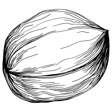 Ceviz elle çizilmiş Vektör İllüstrasyonu beyaz arka planda izole edildi. Restoran menüsü, market etiketi, logo, amblem ve mutfak tasarımı için Retro style tarım ürünü. Yiyecek ambalajı için dekorasyon.