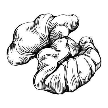 Ceviz elle çizilmiş Vektör İllüstrasyonu beyaz arka planda izole edildi. Restoran menüsü, market etiketi, logo, amblem ve mutfak tasarımı için Retro style tarım ürünü. Yiyecek ambalajı için dekorasyon.