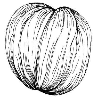 Ceviz elle çizilmiş Vektör İllüstrasyonu beyaz arka planda izole edildi. Restoran menüsü, market etiketi, logo, amblem ve mutfak tasarımı için Retro style tarım ürünü. Yiyecek ambalajı için dekorasyon.