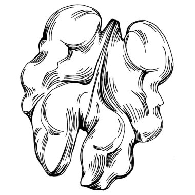 Ceviz elle çizilmiş Vektör İllüstrasyonu beyaz arka planda izole edildi. Restoran menüsü, market etiketi, logo, amblem ve mutfak tasarımı için Retro style tarım ürünü. Yiyecek ambalajı için dekorasyon.