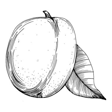 Ceviz elle çizilmiş Vektör İllüstrasyonu beyaz arka planda izole edildi. Restoran menüsü, market etiketi, logo, amblem ve mutfak tasarımı için Retro style tarım ürünü. Yiyecek ambalajı için dekorasyon.