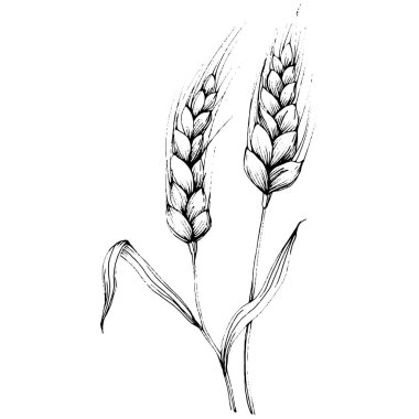 Buğday kulaklı el çizimleri. Korunma ve güvenliğin eski bir sembolü. Kütük için antik vintage oyma çizimi