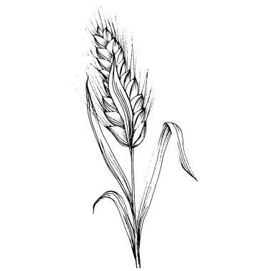 Buğday kulaklı el çizimleri. Korunma ve güvenliğin eski bir sembolü. Kütük için antik vintage oyma çizimi