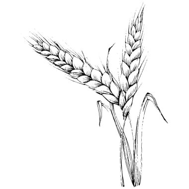 Buğday kulaklı el çizimleri. Korunma ve güvenliğin eski bir sembolü. Kütük için antik vintage oyma çizimi