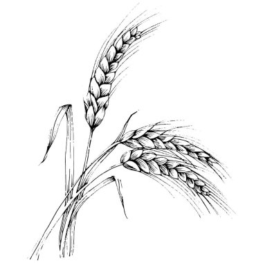 Buğday kulaklı el çizimleri. Korunma ve güvenliğin eski bir sembolü. Kütük için antik vintage oyma çizimi