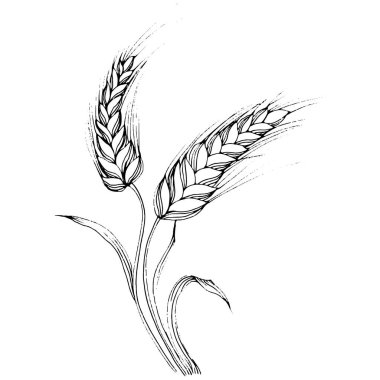 Buğday kulaklı el çizimleri. Korunma ve güvenliğin eski bir sembolü. Kütük için antik vintage oyma çizimi