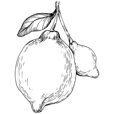 Lemon beyaz arka planda izole edilmiş. Organik yağ oymalı taslak. Güzellik ve kaplıca, kozmetik malzeme. Etiket, poster, broşür, ambalaj için harika