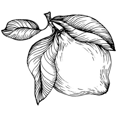 Lemon beyaz arka planda izole edilmiş. Organik yağ oymalı taslak. Güzellik ve kaplıca, kozmetik malzeme. Etiket, poster, broşür, ambalaj için harika