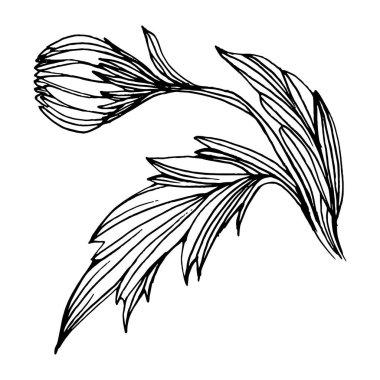 Kasımpatı elle çizilmiş. Çiçek dövmesi sanat tarzında detaylı. Çiçek dövmesi konsepti. Beyaz arka planda siyah beyaz klipsli sanat. Antika vintage gravür çizimi.