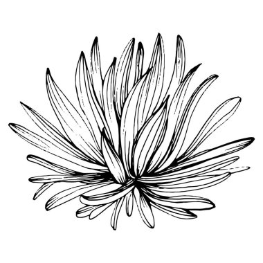 Kasımpatı elle çizilmiş. Çiçek dövmesi sanat tarzında detaylı. Çiçek dövmesi konsepti. Beyaz arka planda siyah beyaz klipsli sanat. Antika vintage gravür çizimi.