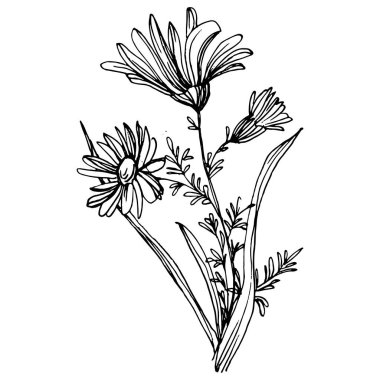 Papatya çayı elle çizilmiş. Daisy tekerleği