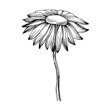 Kasımpatı elle çizilmiş. Çiçek dövmesi sanat tarzında detaylı. Çiçek dövmesi konsepti. Beyaz arka planda siyah beyaz klipsli sanat. Antika vintage gravür çizimi.