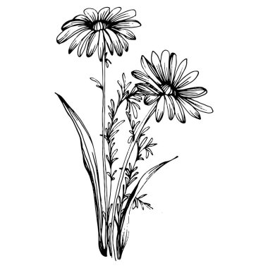 Papatya çayı elle çizilmiş. Daisy tekerleği