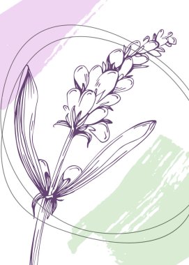 Soyut Lavanta El Boyalı Duvar Dekorasyonu için İllüstrasyonlar, skeç tarzında minimalist çiçek. Kartpostal, Sosyal Medya Sancağı, Broşür Kapağı Tasarım Arkaplanı. Modern Soyut Resim Sanatı.