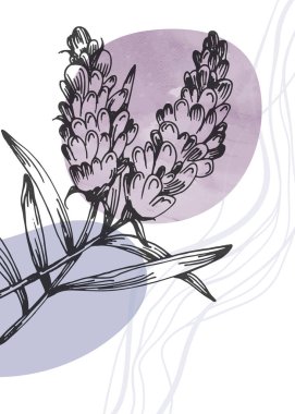 Soyut Lavanta El Boyalı Duvar Dekorasyonu için İllüstrasyonlar, skeç tarzında minimalist çiçek. Kartpostal, Sosyal Medya Sancağı, Broşür Kapağı Tasarım Arkaplanı. Modern Soyut Resim Sanatı.