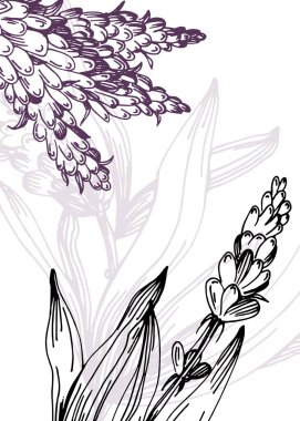 Soyut Lavanta El Boyalı Duvar Dekorasyonu için İllüstrasyonlar, skeç tarzında minimalist çiçek. Kartpostal, Sosyal Medya Sancağı, Broşür Kapağı Tasarım Arkaplanı. Modern Soyut Resim Sanatı.