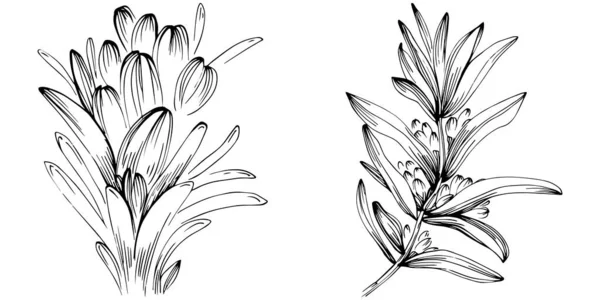 Rosemary Vector Isolated Plant Leaves Herbal Engraved Style Illustration Detailed — Stok Vektör