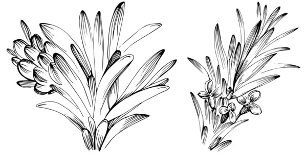 Rosemary Vector Isolated Plant Leaves Herbal Engraved Style Illustration Detailed — Stok Vektör