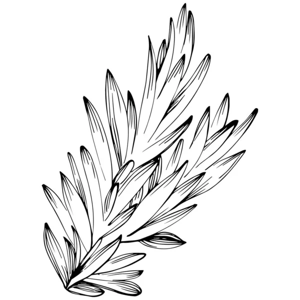 Rosemary Vector Isolated Plant Leaves Herbal Engraved Style Illustration Detailed — Stok Vektör