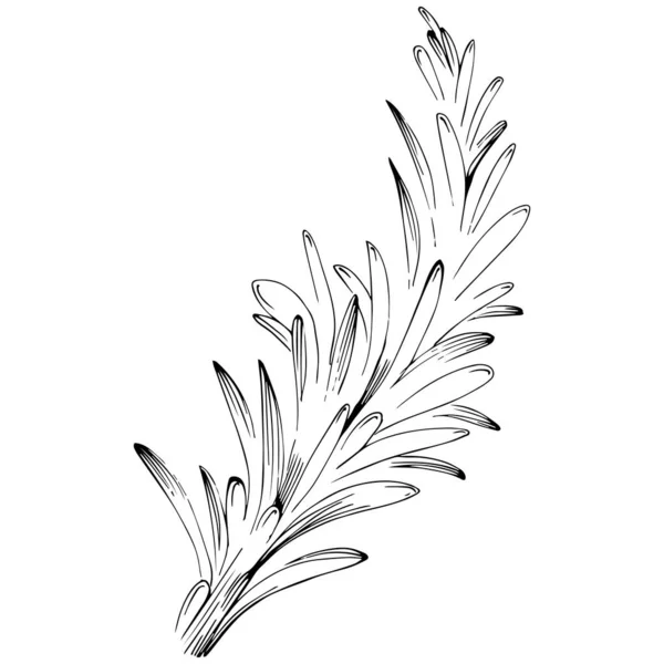 Δεντρολίβανο Απομονωμένο Φυτό Φύλλα Φυτικό Ανάγλυφο Στυλ Εικονογράφηση Αναλυτικό Οργανικό — Διανυσματικό Αρχείο