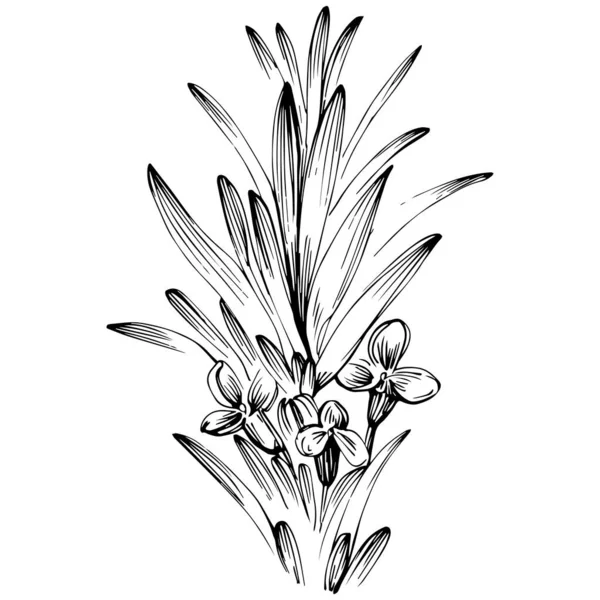 Rosemary Vector Isolated Plant Leaves Herbal Engraved Style Illustration Detailed — Stok Vektör